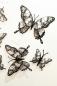 Preview: Set Totenkopf-Schmetterlinge transparent