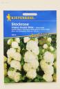 Stockrose Chaters Double White